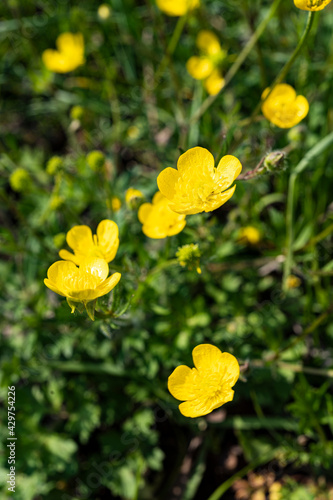 some buttercup flowers  Ranunculus Acris  in a meadow 