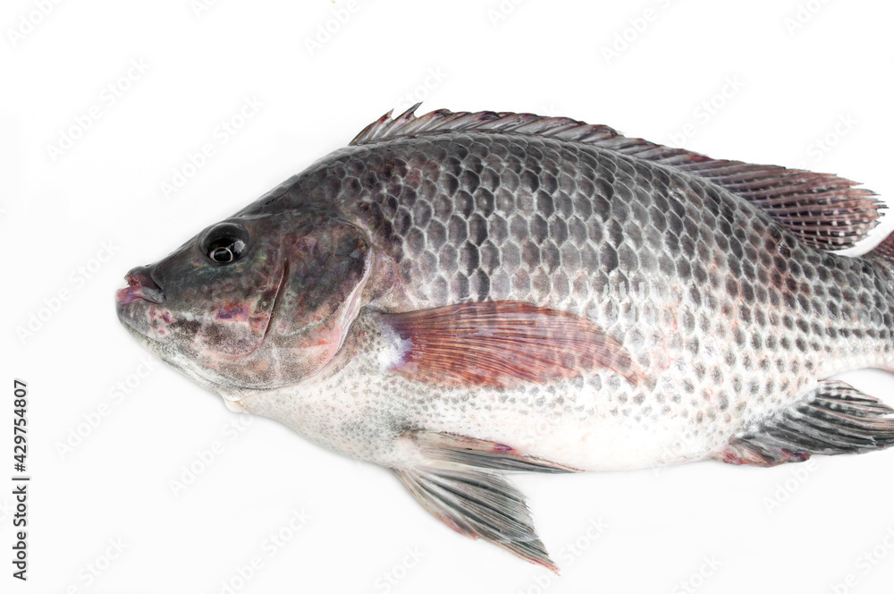 Fresh tilapia isolated on a white background for cooking, grilled fish, tom yum, fried, steamed and many more. Fresh tilapia isolated on a white background for cooking, grilled fish, tom yum, fried, steamed and many more.