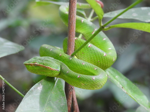 Bornean Keeled Pit Viper on branch