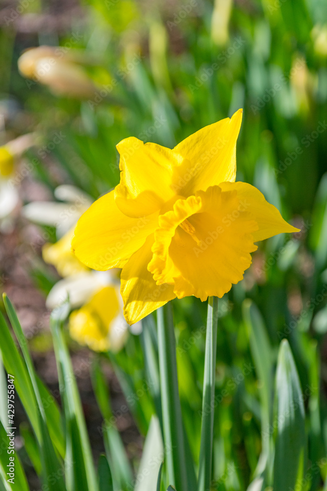 Fototapeta premium Some beautiful yellow flowers. Narcissus jonquilla, commonly known as jonquil or rush daffodil.