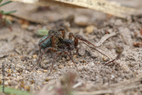 Laying-carrying Pardosa spider on the ground