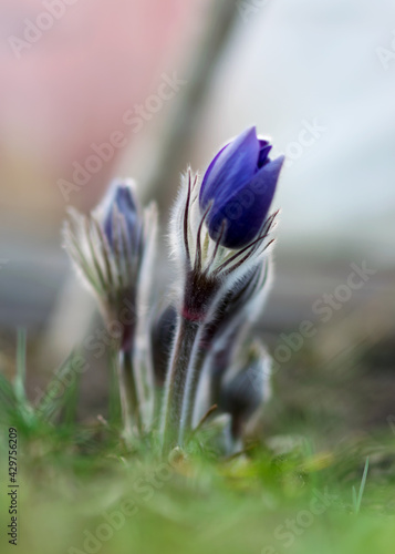 Purple Pulsatilla flowers close-up, beautiful bokeh, beautiful blooming pasque flower, spring colorful flower in the forest, large-flowered photo
