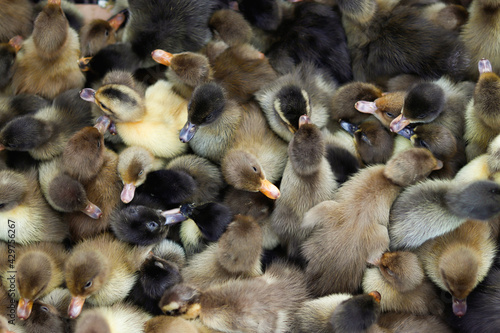 Group of ducklings in a market for sale 