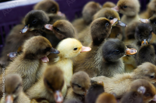 A group of baby duck and ducklings 