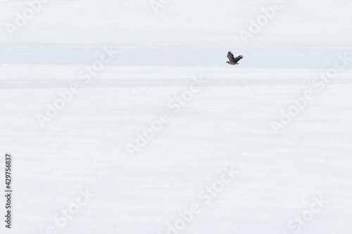 A hawk(Accipiter gentilis) flies low over a snowy field on a winter's day. A large bird of prey.