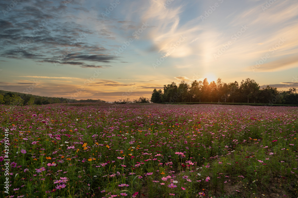 Colorful Cosmos flower field blooming on sunset.