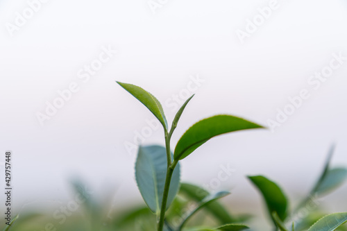 Top of Green tea leaf in the morning blurred background. Closeup.