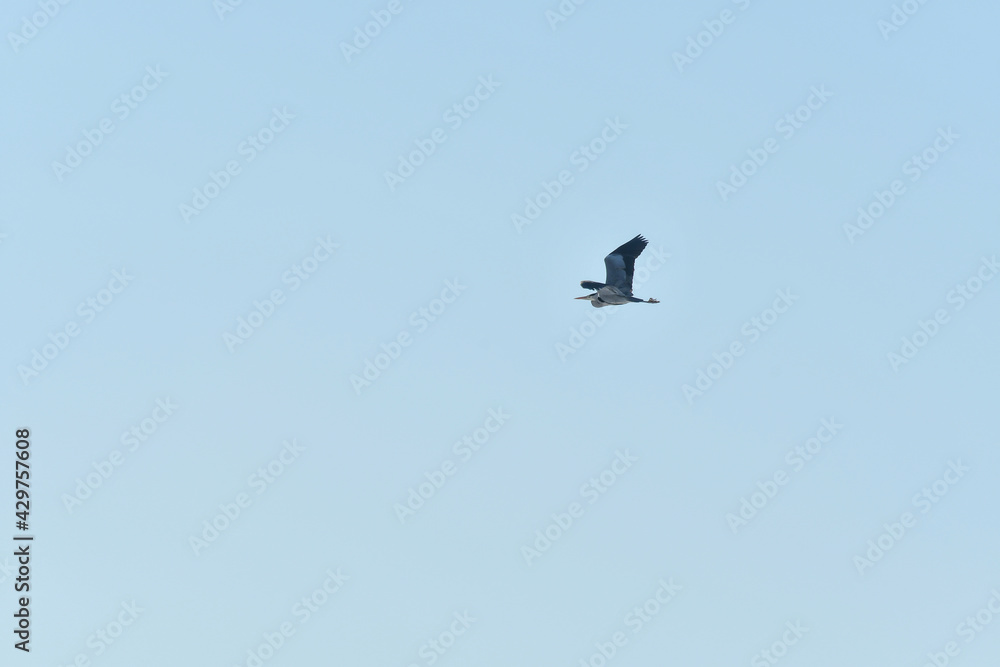Gray Heron (Ardea cinerea) in flight in the blue sky, large water bird. Gray Heron (Ardea cinerea) in flight in the blue sky, large water bird.