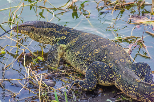 Wild monitor lizard in the swamp of Ayutthaya  Thailand