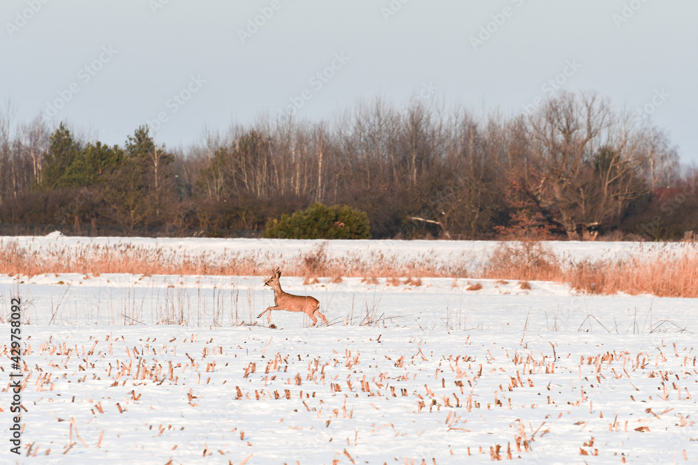 A young wild deer runs towards the forest in a field covered with snow in winter. The frightened animal runs to a safe place.