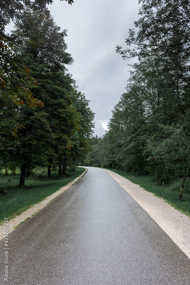 Road into the woods of Berchtesgaden National Park, Bavaria, Germany