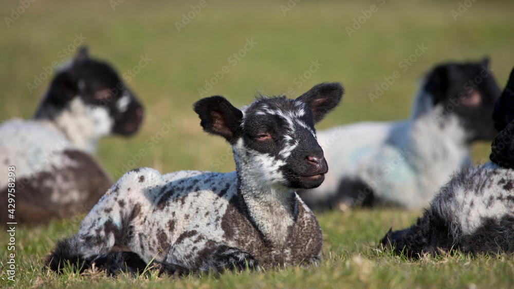Lambs in a field in springtime, UK Lambs in a field in springtime, UK
