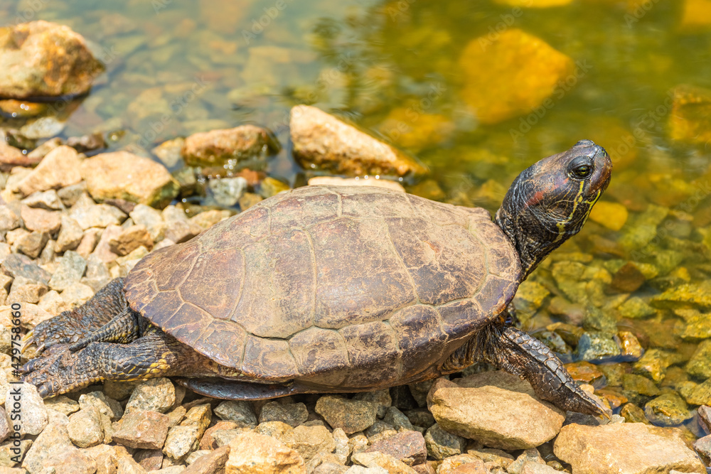 Chrysemys Picta, or painted turtle, in Singapore Botanic Gardens Chrysemys Picta, or painted turtle, in Singapore Botanic Gardens