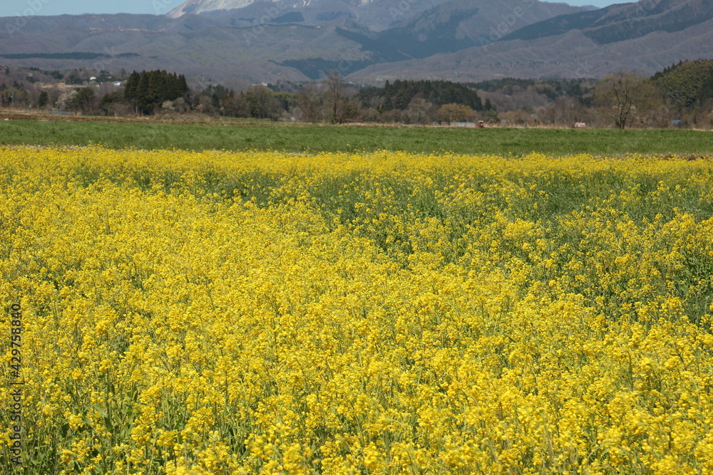 菜の花畑 /A field of rapeseed
