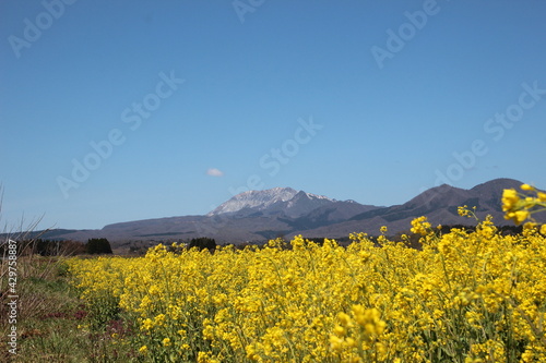                                 Mt.Daisen and field mustard