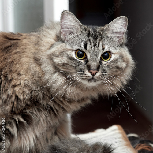 Portrait of a Norwegian forest cat on a light background. © Sergey
