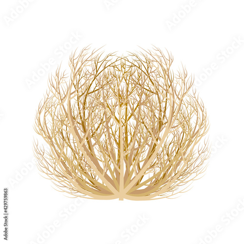 realistic image of tumbleweed dry plant vector illustration isolated on white background.