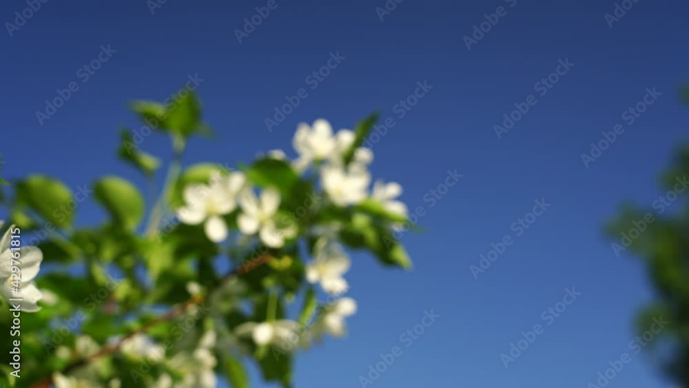 white apple blooming branch on clear blue sky background, focused image changed to blurred white apple blooming branch on clear blue sky background, focused image changed to blurred