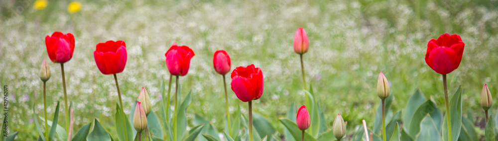 Red tulips on the field. Header.