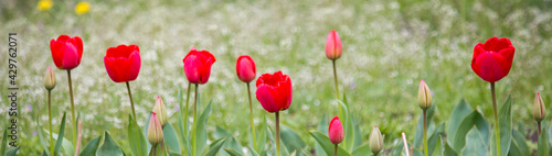 Red tulips on the field. Header.