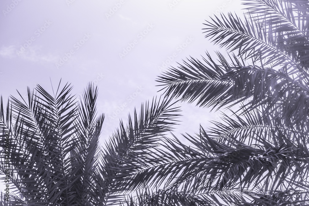 Naklejka premium Tropical tourism paradise palms in sunny summer sun purple sky. Sun light shines through leaves of palm. Beautiful wanderlust travel journey symbol for vacation trip to southern holiday dream island