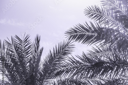 Fototapeta Naklejka Na Ścianę i Meble -  Tropical tourism paradise palms in sunny summer sun purple sky. Sun light shines through leaves of palm. Beautiful wanderlust travel journey symbol for vacation trip to southern holiday dream island