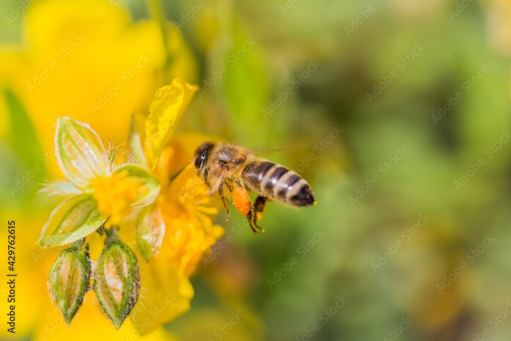 Honey bee with pollen pellets flight to gather nectar flower. Animal flying to pollination. Important insect for environment ecology ecosystem. Awareness of nature climate change sustainability Honey bee with pollen pellets flight to gather nectar flower. Animal flying to pollination. Important insect for environment ecology ecosystem. Awareness of nature climate change sustainability