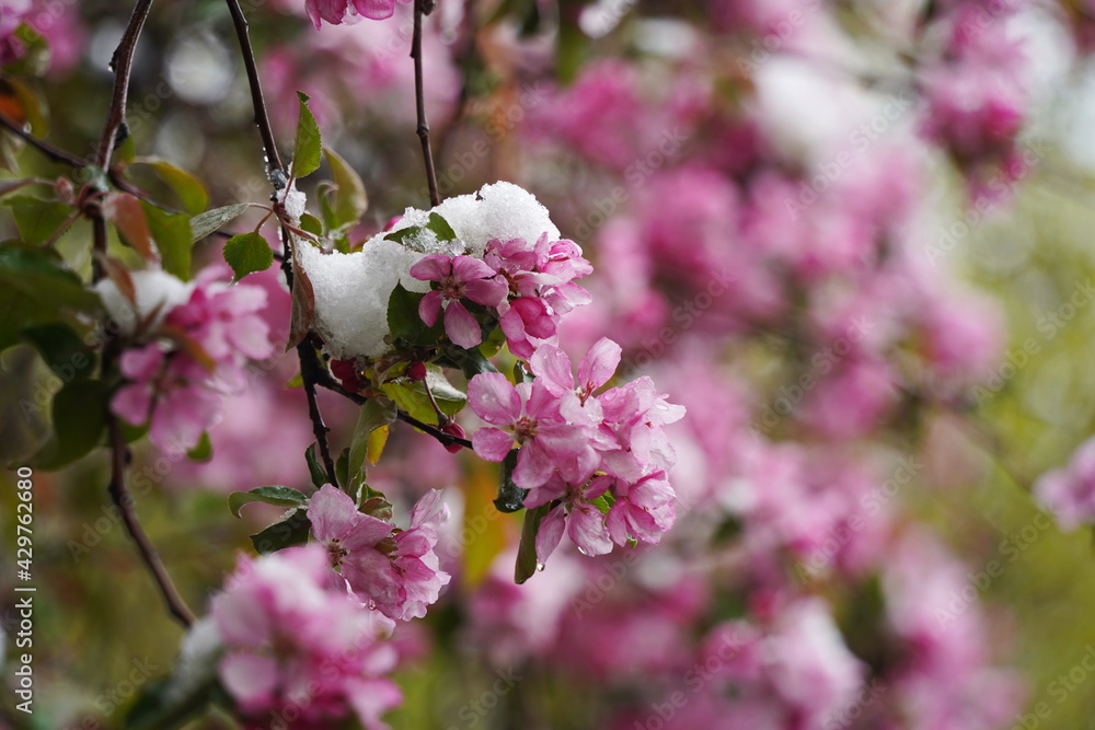 Fototapeta premium Cherry blossoms on the branches of a tree under the cover of melting snow