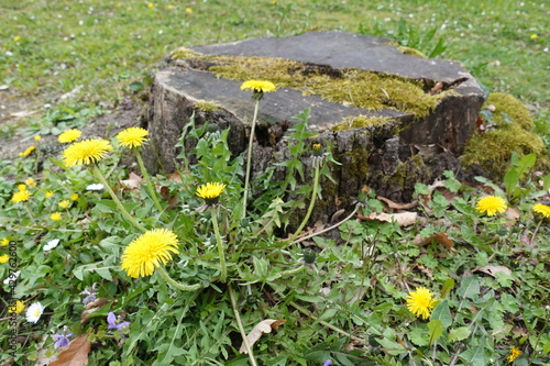 Löwenzahn vor Baumstumpf