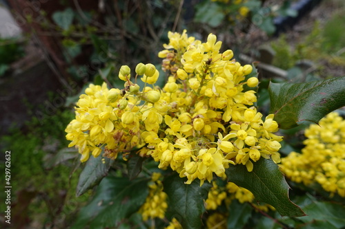 Wachholder-Blüte