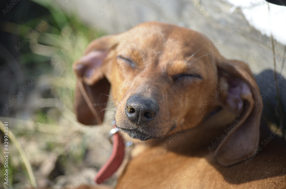 portrait of a dachshund