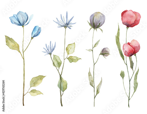 Set of watercolor hand painted wild flowers. Botanical illustration © Daria Doroshchuk