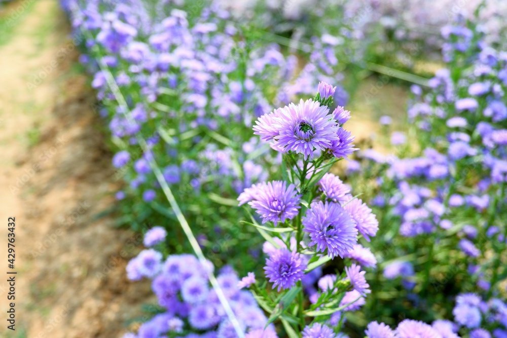 Obraz premium Margaret flower on the farm