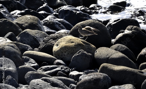 A beautiful bird on a rocks