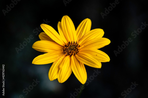 yellow daisy flower