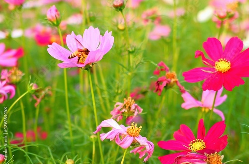 Insects are sucking pollen on flower