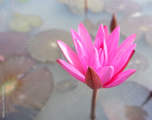 Pink lotus flower in the countryside canal 