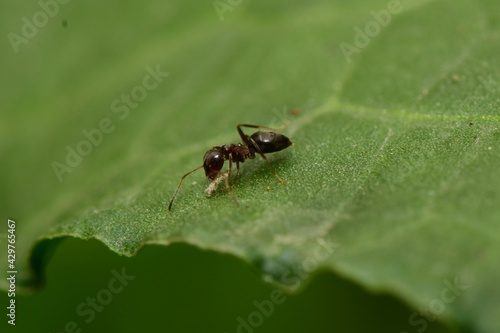 macro shot of lıttle ınsects