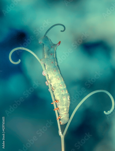 Macro shots, Beautiful nature scene. Close up beautiful caterpillar of butterfly 