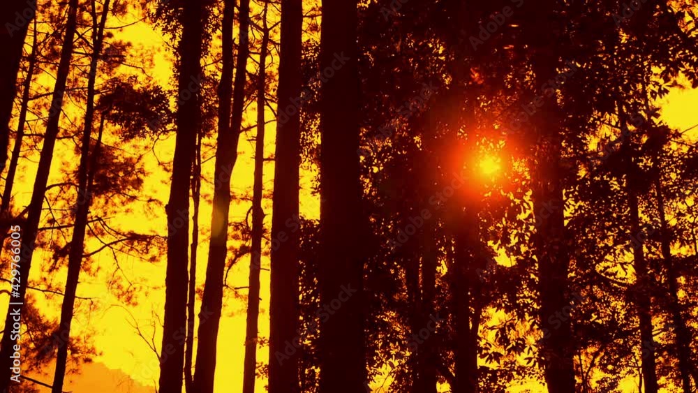 Sunset in the pine forest. Sunset in the pine forest.