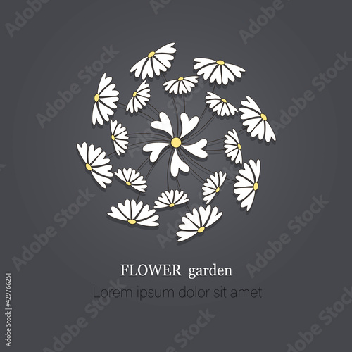 Chamomile bouquet, field. Vector flower herbal organic badge. FLOWER garden. Logo, emblem, icon.