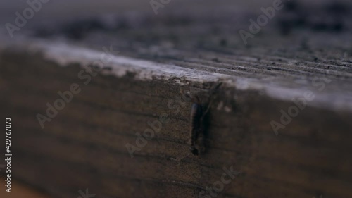 Macro shot of an earwig crawling over decaying wood photo