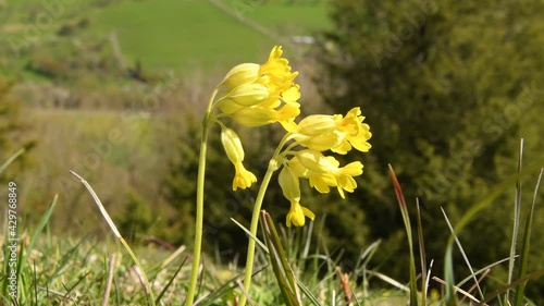 cowslips, medicinal herb in spring on the Swabian Alb in Germany  photo