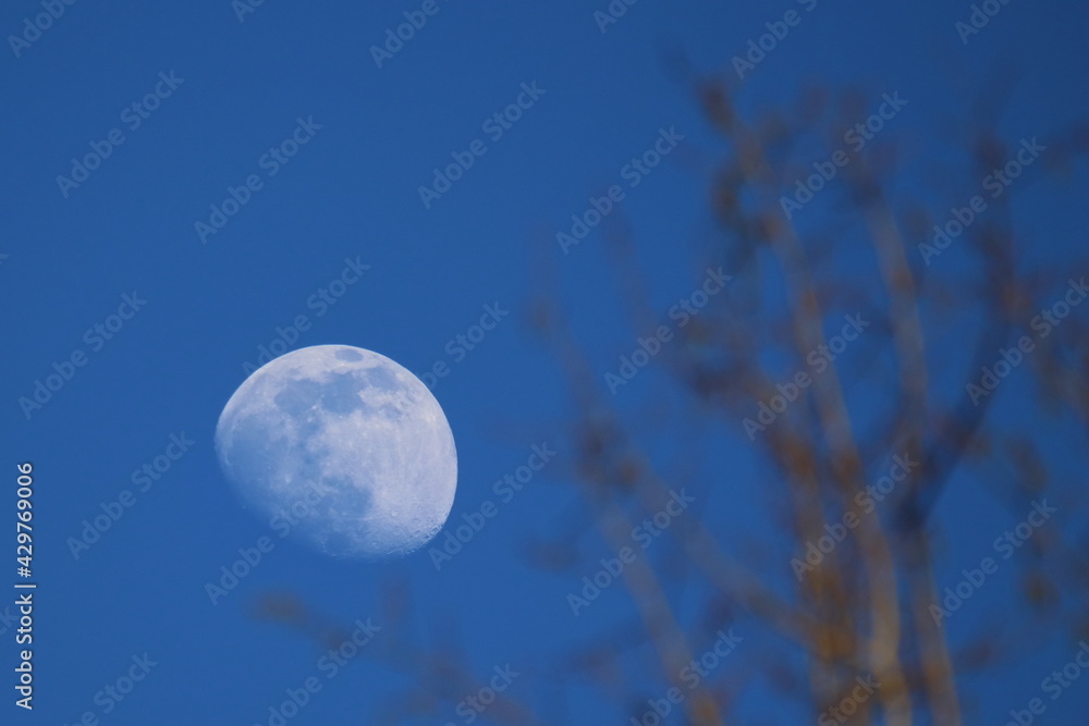 view of the partial moon behind branches view of the partial moon behind branches