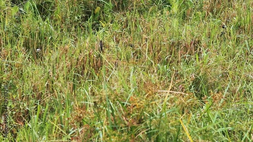 White-rumped Munia (Lonchura striata striata) flock feed on wild cereals (ambercane) in natural conditions of mountain plateau. Central plateau, Sri Lanka
