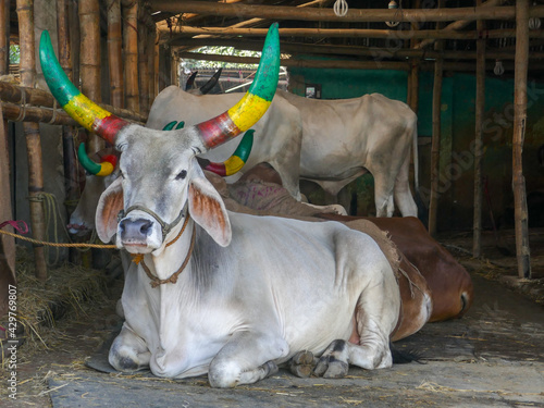 Beautiful big white indian bull with painted horns for sale at a cattle market in Chittagong, Bangladesh photo