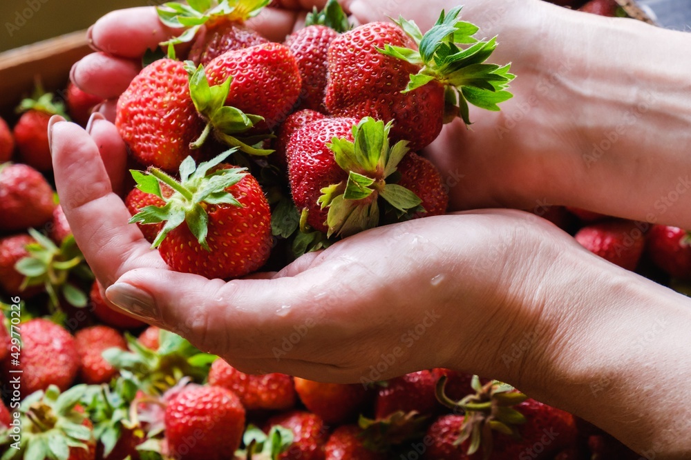 A woman holds a ripe strawberry in her hands. Strawberry healthy berry fruit ripe. summer tasty. A woman holds a ripe strawberry in her hands. Strawberry healthy berry fruit ripe. summer tasty.