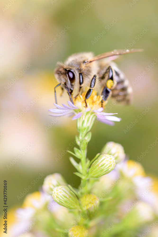Bee - Apis mellifera - pollinates a white heath aster - Symphyotrichum ericoides Bee - Apis mellifera - pollinates a white heath aster - Symphyotrichum ericoides