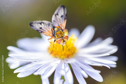 Phasia aurigera with Michaelmas daisy - Aster novi-belgii © DirkDaniel