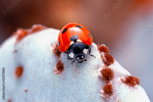 Extreme macro shots, Beautiful ladybug on flower leaf defocused background.